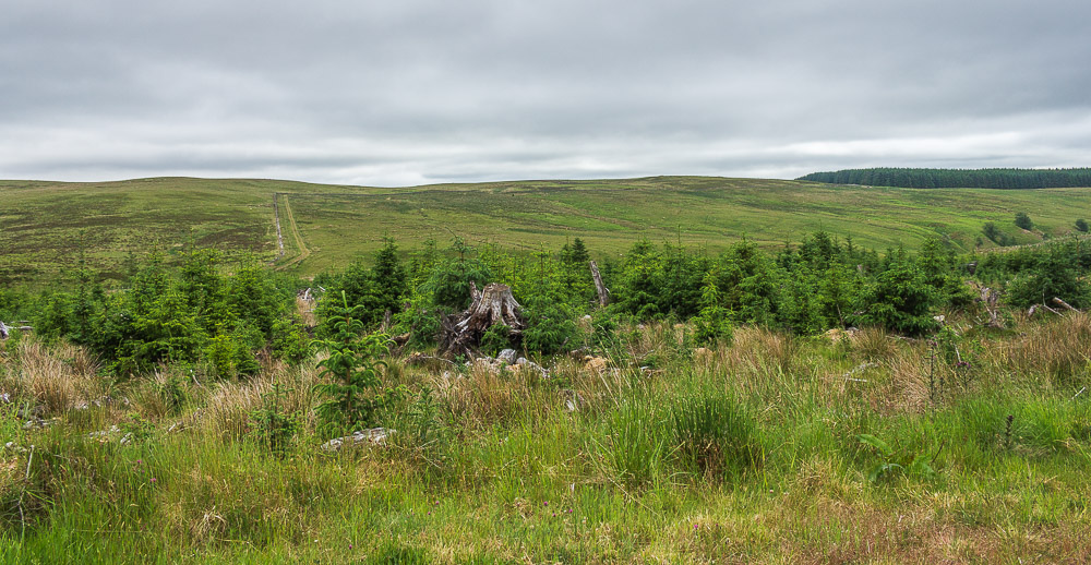 Lightning Bog